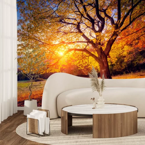 Fotobehang Een boom en zonsopgang in de herfst