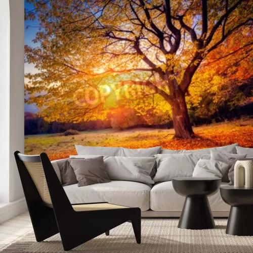 Fotobehang Een boom en zonsopgang in de herfst