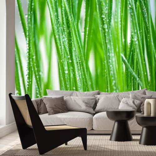 Fotobehang Druppels water op groen gras