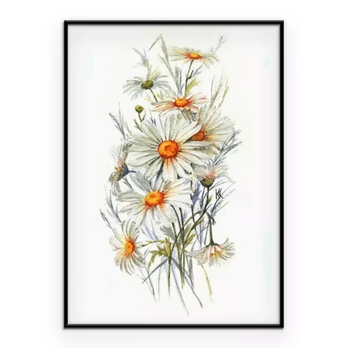 Poster -Hand getekende aquarel tender zomer bloeien. Artistieke madeliefjes bloemen. Wilde kamille tekening. Natuurlijke illustratie voor de decoratieve ontwerp op de witte achtergrond.