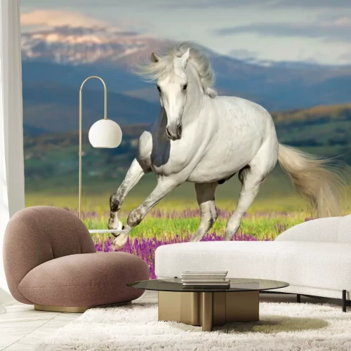 Fotobehang Paard galopperen in lavendel