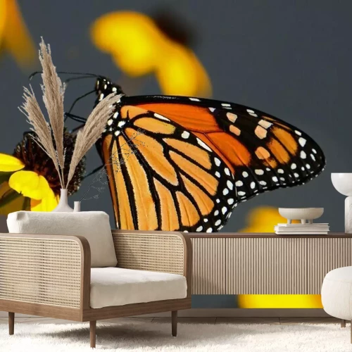 Fotobehang Monarchvlinder op een gele bloem