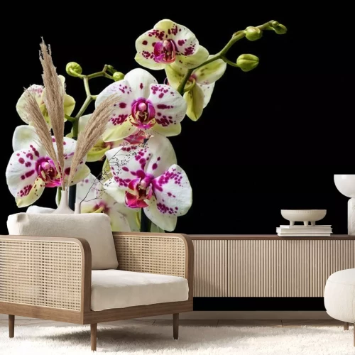 Fotobehang Witte orchidee met stippen