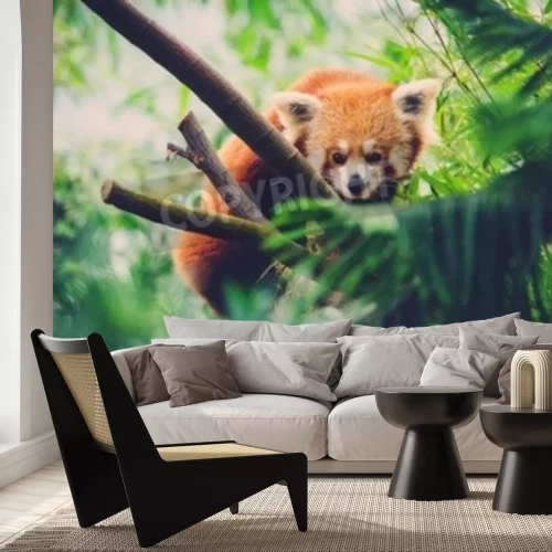 Fotobehang Rosse panda op bamboe