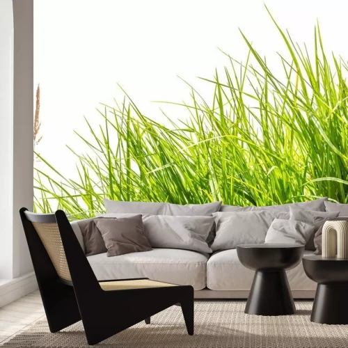 Fotobehang Groen gras tegen een heldere lucht