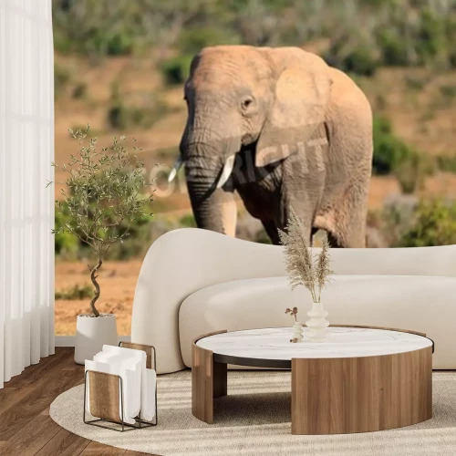 Fotobehang Olifant in Zuid-Afrika