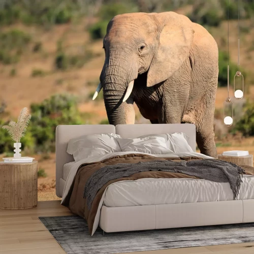 Fotobehang Olifant in Zuid-Afrika