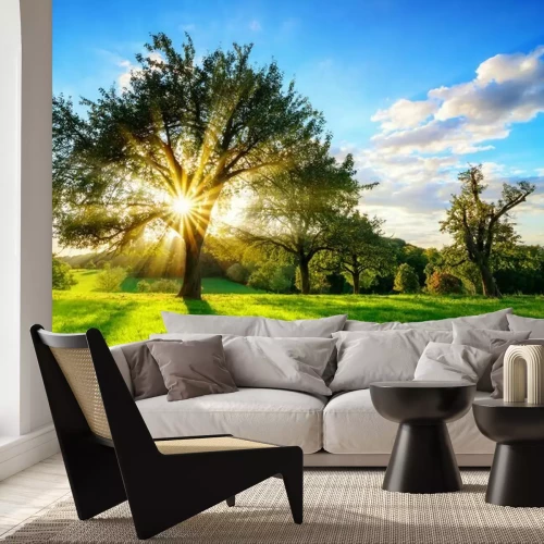 Fotobehang Een boom met een kroon in de zonnestralen