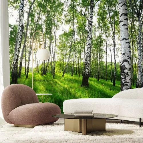 Fotobehang Berkenbos op een zonnige ochtend