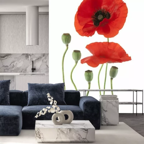 Fotobehang Veld klaprozen op wit