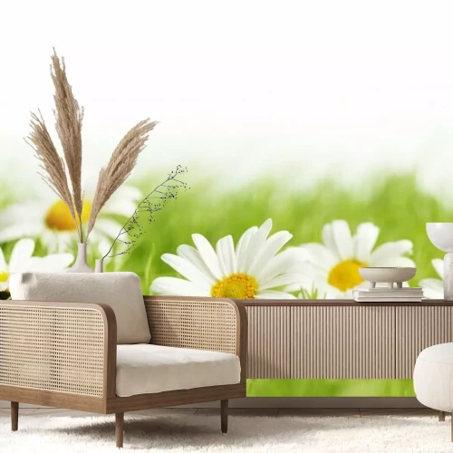 Fotobehang Madeliefjes op het groene gras