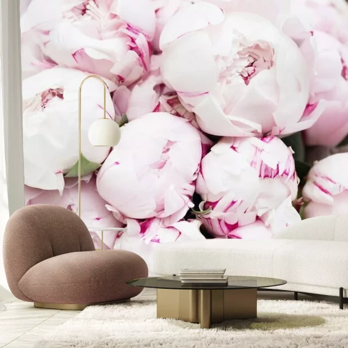 Fotobehang Pioenrozen in een lichtroze tint