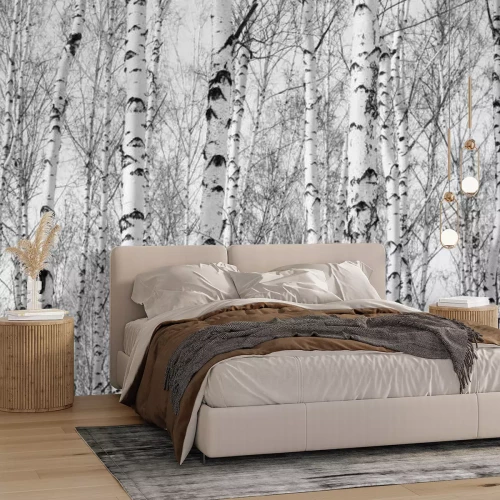 Fotobehang Zwart-wit berkenbos