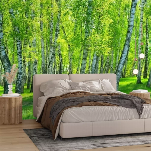 Fotobehang Berken op een zonnige dag