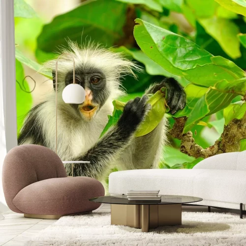 Sticker Zanzibar Red Colobus Procolobus kirkii