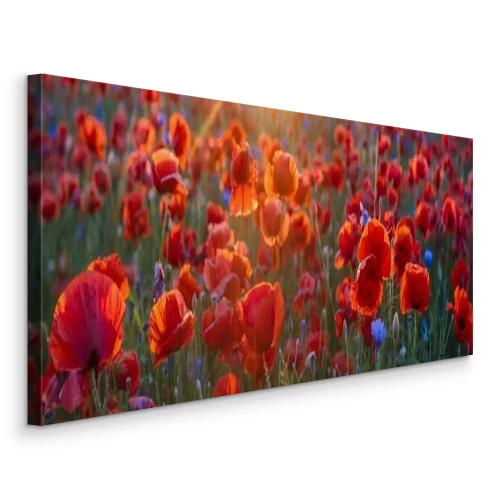 Canvas Weide met klaprozen in het licht van de ondergaande zon