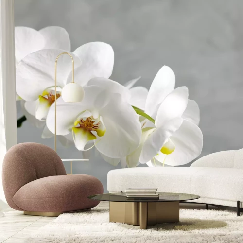 Fotobehang Schattige witte bloem