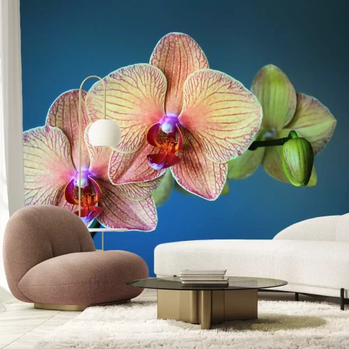 Fotobehang Bloem op blauwe achtergrond