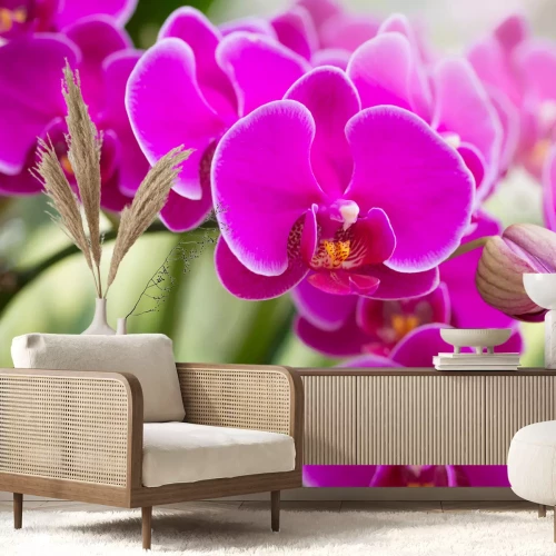 Fotobehang Roze orchidee