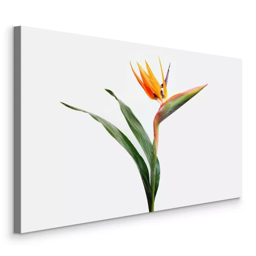 Canvas Strelitzia-bloem met groene bladeren
