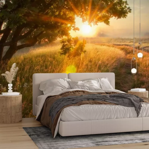 Fotobehang Een zonnige open plek bij zonsopgang