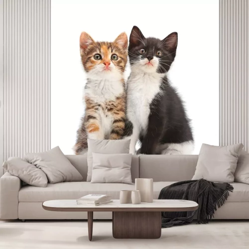 Sticker Twee kitten vergadering