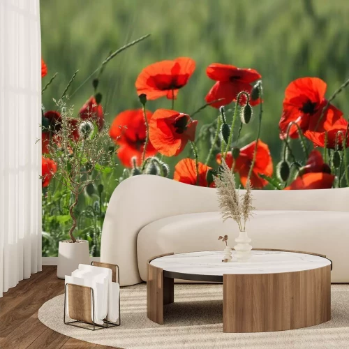 Fotobehang Bloeiende klaprozen in de weide