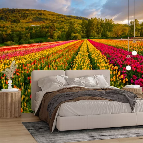 Fotobehang Tulpenveld