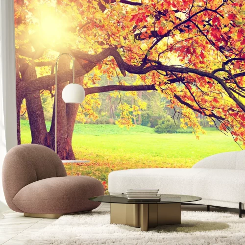 Fotobehang Zonsopgang in een herfstbos