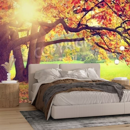 Fotobehang Zonsopgang in een herfstbos