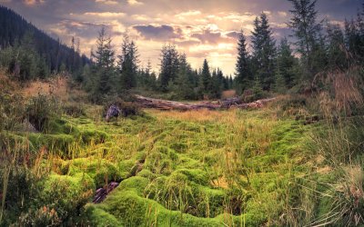 Fotobehang Groen landschap in de zomer