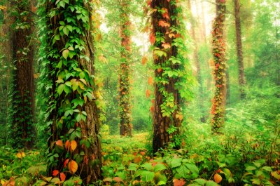 Fotobehang Bomen bedekt met planten