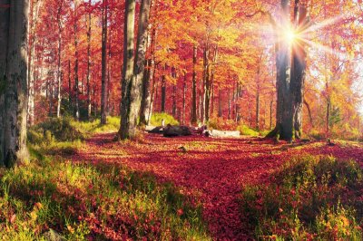 Fotobehang Herfstboslandschap in de ochtend met kleurrijke bladeren