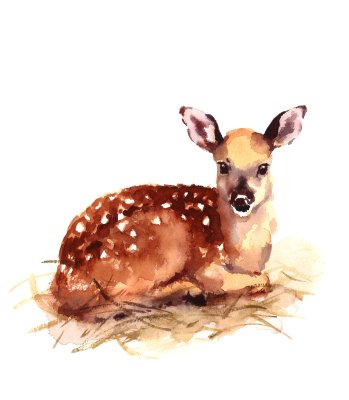 Sticker Aquarel baby herten handgeschilderd Fawn illustratie geïsoleerd op een witte achtergrond