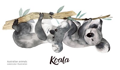 Sticker Australian dieren aquarel illustratie hand moord dieren in het wild op een witte achtergrond.