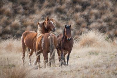 Fotobehang Bruine paarden op een achtergrond van gras