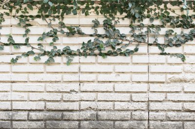 Fotobehang Witte bakstenen muur met klimop