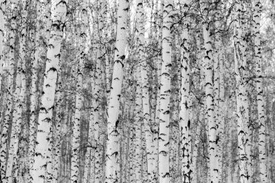 Sticker Landschap van de berk het boswinter, zwart-witte foto