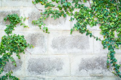 Fotobehang Muur met klimop in de tuin