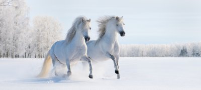 Fotobehang Paarden in de sneeuw wit