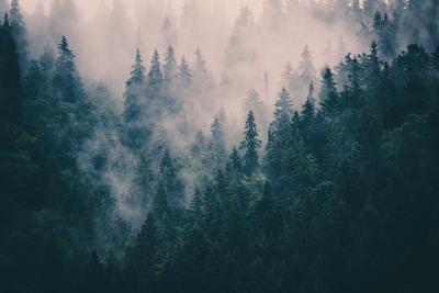 Fotobehang Naaldbos in de bergen