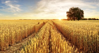 Fotobehang Tarweveld bij zonsondergang