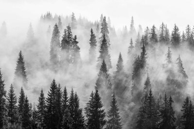 Fotobehang Mistig bos zwart-wit landschap