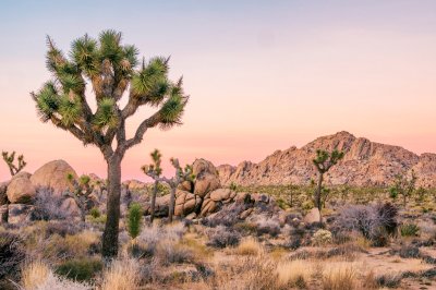 Fotobehang Joshua Tree Landscape