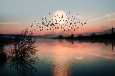 Fotobehang Pastelkleurig landschap met vogels