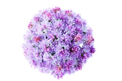 Sticker Grote bloem close-up