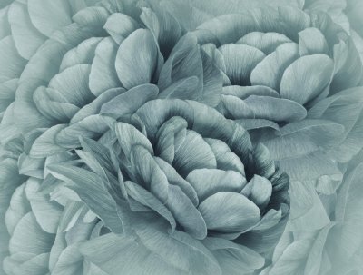 Fotobehang Turquoise bloem close-up