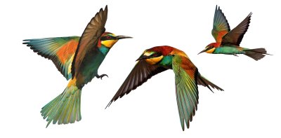 Sticker Reeks kleurenvogels die tijdens de vlucht op een witte achtergrond wordt geïsoleerd