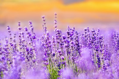 Fotobehang Paars lavendelveld