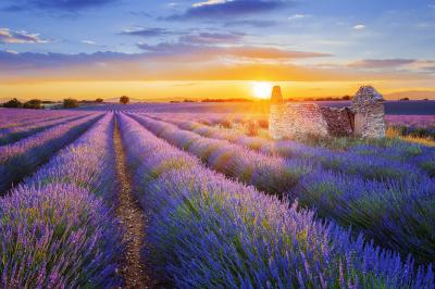 Fotobehang Veld met paarse lavendel bloemen